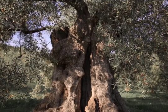 Της ελιάς τα φυλλαράκια