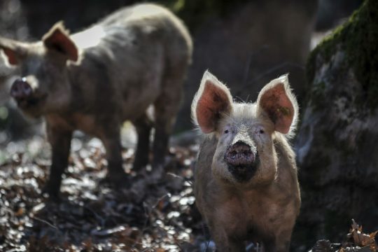 Κρούσμα αφρικανικής πανώλης των χοίρων στις Σέρρες