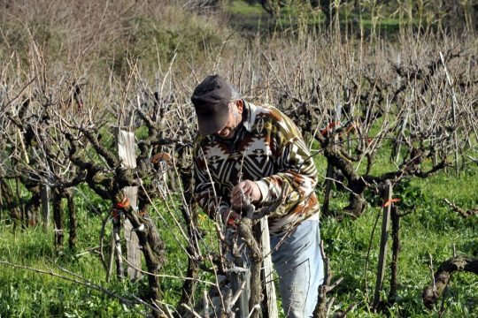Πώς [δεν] κλαδεύουν σε ένα χωριό