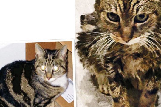 Επέστρεψε σπίτι του μετά από επτά χρόνια!