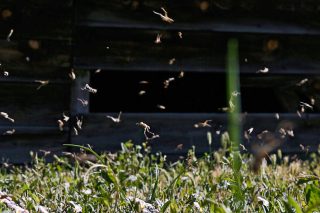 «Ζωντανεύει» η όγδοη πληγή του Φαραώ