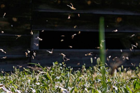 «Ζωντανεύει» η όγδοη πληγή του Φαραώ