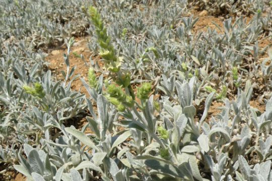 Κρήτη: Δράσεις για την ενίσχυση και προστασία απειλούμενων φυτικών ειδών