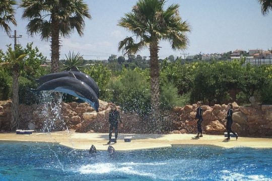 Ιστορική η 13η Μαρτίου για το φιλοζωικό κίνημα της χώρας