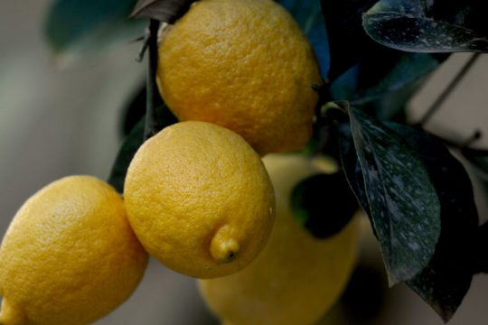 ΠροσγεΙΩΣΗ ΙV