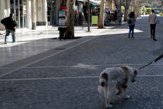 Η ατομική ευθύνη μιας σκυλίτσας