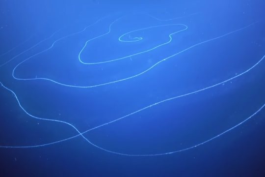 Ανακάλυψαν στα βάθη της θάλασσας γιγάντιο ζώο μήκους άνω των 120 μέτρων