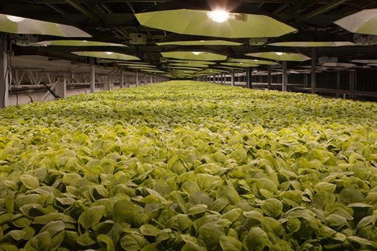 British American Tobacco: Ανάπτυξη πιθανού εμβολίου για τον κορωνοϊό