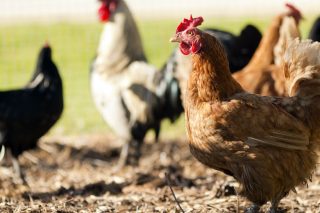 Εισαγγελέας καλεί γιαγιά για μια καγκελόπορτα κι ένα κοπάδι κότες