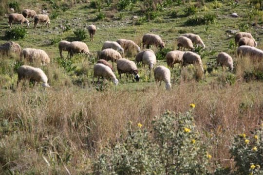 Στο έλεος του κορονοϊού οι κτηνοτρόφοι