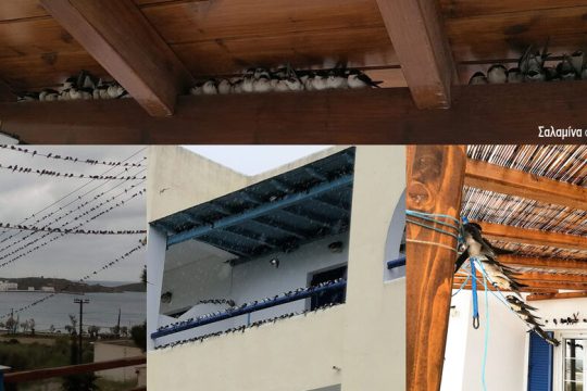 Αποδημητικά πουλιά που κινδυνεύουν