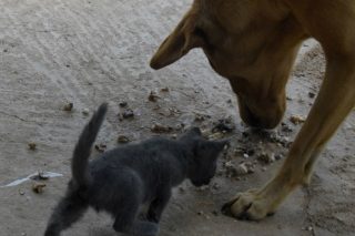 Έκκληση να περιληφθεί στη φόρμα μετακίνησης η σίτιση των ζώων