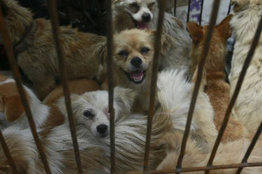 Η Σεντζέν γίνεται η πρώτη πόλη στην Κίνα που απαγορεύει την κατανάλωση γατιών και σκύλων