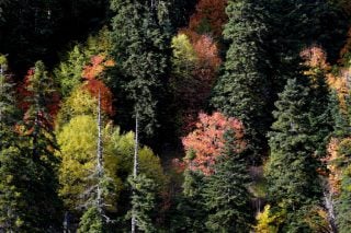 WWF Ελλάς: Η καταστολή, αντί της πρόληψης, δεν σβήνει πυρκαγιές