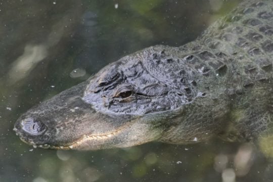 Πέθανε ο αλιγάτορας που είχε επιζήσει από βομβαρδισμούς του Β’ Παγκοσμίου Πολέμου