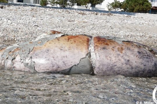 Μπορείς να δημιουργήσεις ξανά τη ζωή που αφαίρεσες;