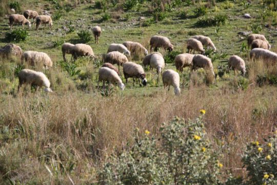 Άμεσα μέτρα στήριξης του Πρωτογενούς Τομέα ζητά η ΠΕΔ Κρήτης