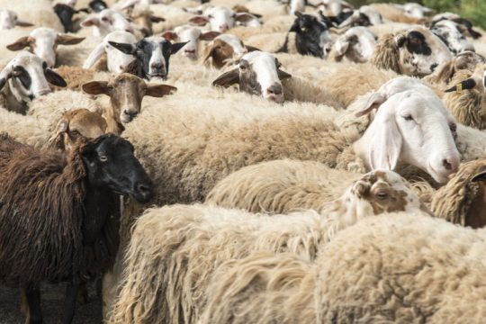 Ακόμα περιμένουν οι κτηνοτρόφοι τα μέτρα στήριξης από το υπ. Αγροτικής Ανάπτυξης
