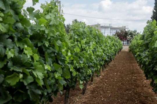 Αντιπαράθεση κλάδο με κλάδο