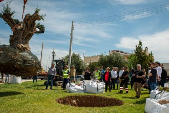 Παράδοση ελαιόδεντρων από την ΕΡΓΟΣΕ προς μεταφύτευση σε Δήμους Αθηναίων και Ιλίου