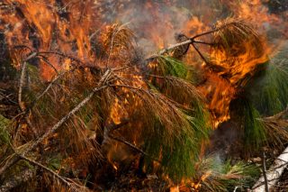 WWF-MIIR ανοίγουν το «σφραγισμένο κουτί» των πόρων για τη δασοπυροπροστασία