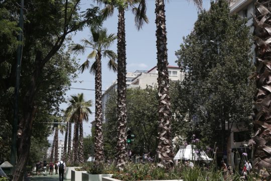 Μικρέ μου φοίνικα