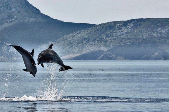 PRESS CAFE: Τα δελφίνια δεν χρειαζόταν πια να φωνάζουν