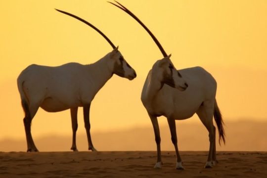 Emirates: Είκοσι χρόνια υποστήριξης του Πρώτου Εθνικού πάρκου των Ηνωμένων Αραβικών Εμιράτων