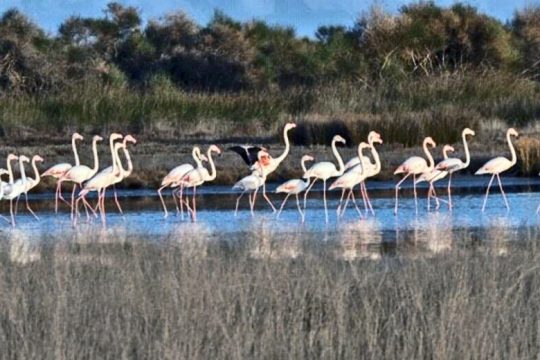 Φλαμίνγκο αναπαράγονται πρώτη φορά στην Ελλάδα