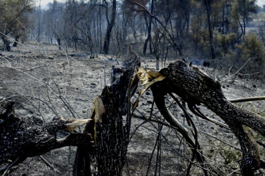 Πάνω από 32.000 στρέμματα κάηκαν στις Κεχριές