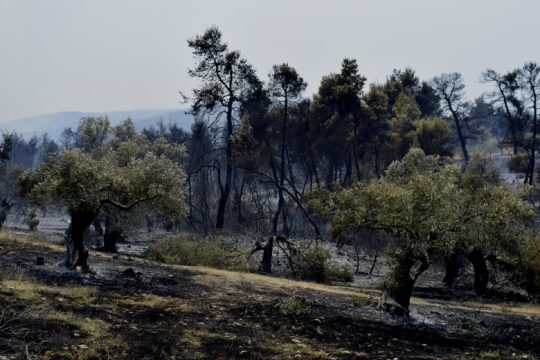 Καλύτερη εικόνα από τα μέτωπα σε Κορινθία και Ηλεία