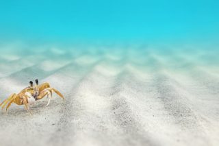 Το Αιγαίο και τα ψάρια του, τα κανόνια και το κρέας τους