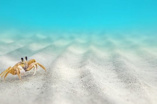 Το Αιγαίο και τα ψάρια του, τα κανόνια και το κρέας τους