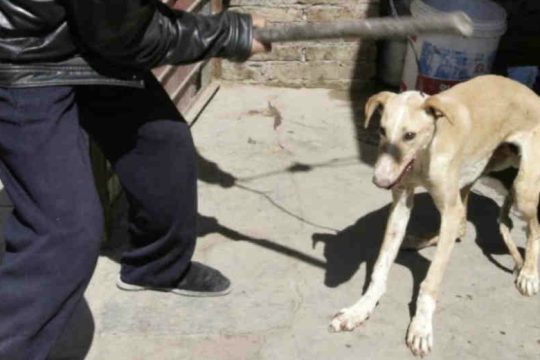 Φριχτό έγκλημα κατά ζώων στα Χανιά