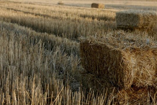 Παράταση τριμήνου στην άδεια παραμονής των εργατών γης