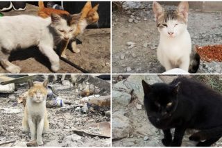 Η «παράπλευρη απώλεια» της Μόριας