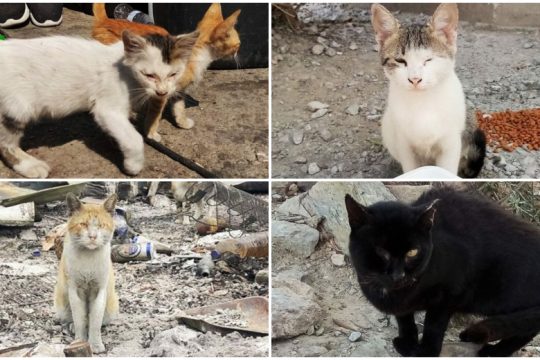 Η «παράπλευρη απώλεια» της Μόριας