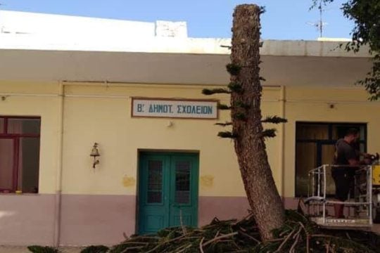 Ιεράπετρα: Έκοψαν μεγάλο δέντρο σε αυλή σχολείου – Το χειρότερο μάθημα στα παιδιά