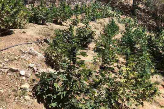 Σφακιά: Εντοπίσθηκε φυτεία με 300 δενδρύλλια κάνναβης