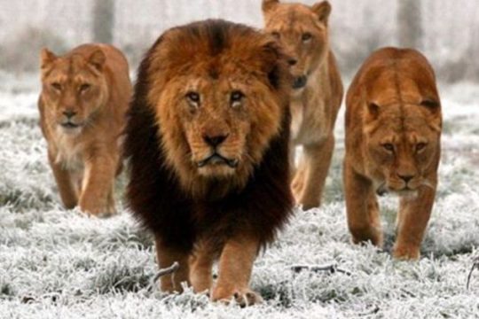 SOS από το WWF: Σε 50 χρόνια χάθηκαν τα δύο τρίτα της άγριας πανίδας