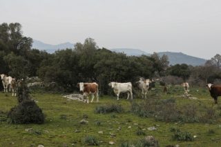 Εξαρση καταρροϊκού πυρετού στα πρόβατα