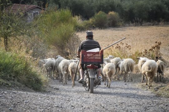 Με τον… αραμπά οι ενισχύσεις στους παραγωγούς