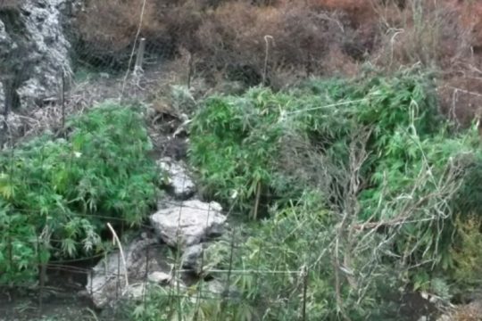Έξι κιλά κάνναβη και δενδρύλλια εντόπισε η αστυνομία στο Ρέθυμνο