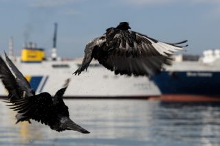 «Γύπες και κοράκια στη ναυτεργασία»