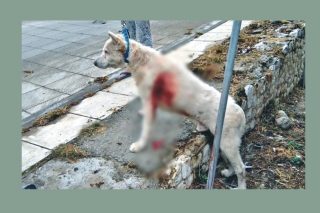 Κακούργημα η κακοποίηση ζώων, αλλά…