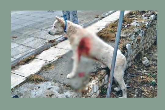 Κακούργημα η κακοποίηση ζώων, αλλά…