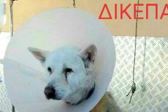 Στο τσακ να λιντσάρουν τον καθηγητή που μαχαίρωσε το σκυλάκι [Video]