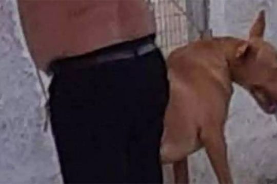 Φιλοζωικός Σύλλογος Χανίων: «Όχι στην διαπόμπευση του δράστη»