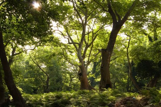 Πρόταση του WWF για πράσινες επενδύσεις με 125.000 νέες θέσεις εργασίας