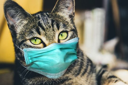 Έρευνα: Τα κατοικίδια δεν μεταδίδουν κορονοϊό στους ανθρώπους